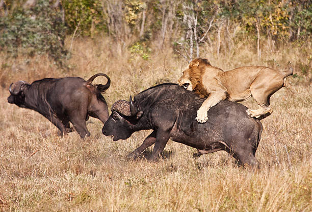 Male lion attack huge buffalo bull Male lion attack huge buffalo bull while riding on his back animals hunting stock pictures, royalty-free photos & images