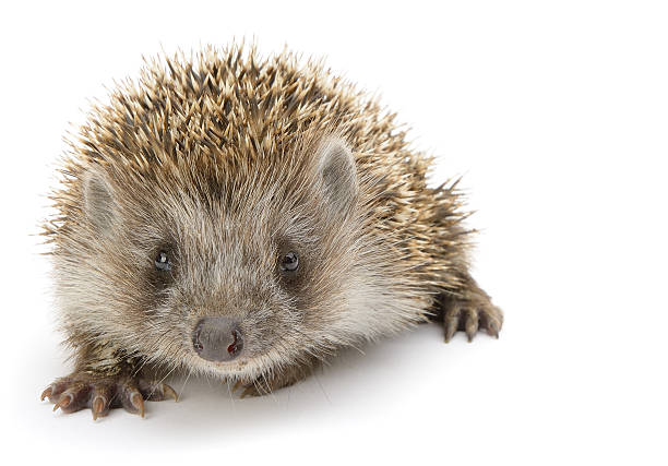 hedgehog isolated stock photo