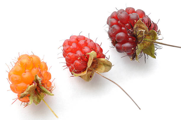 istock Ripe red and orange wild raspberries 178365907
