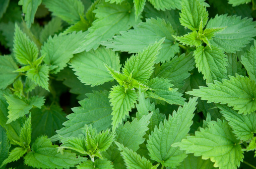 green stinging nettle in garden