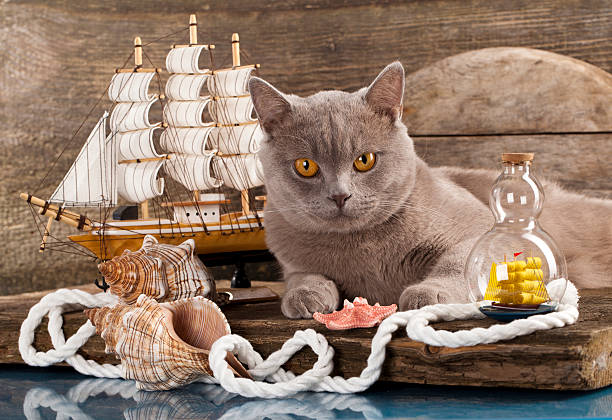 istock Cat and marine sailboat 178366065