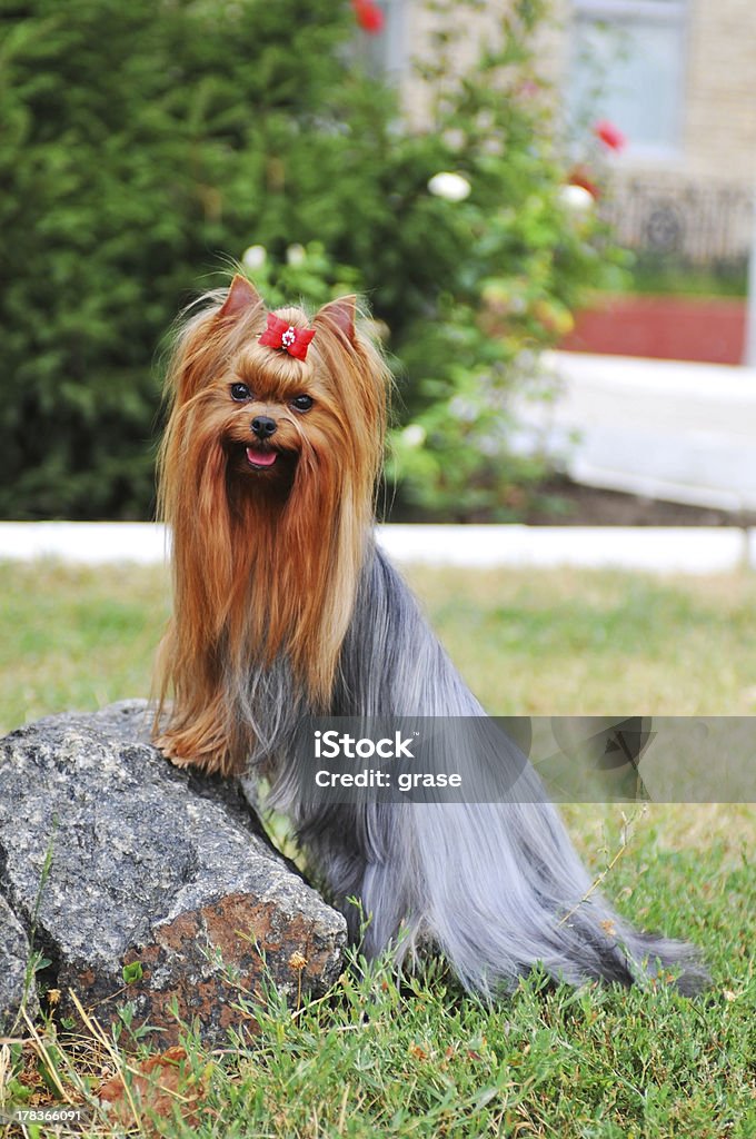Yorkshire terrier on the stone portrait Portrait of yorkshire terrier with long hair on the stone looking at camera. Well groomed show class dog. Animal Stock Photo