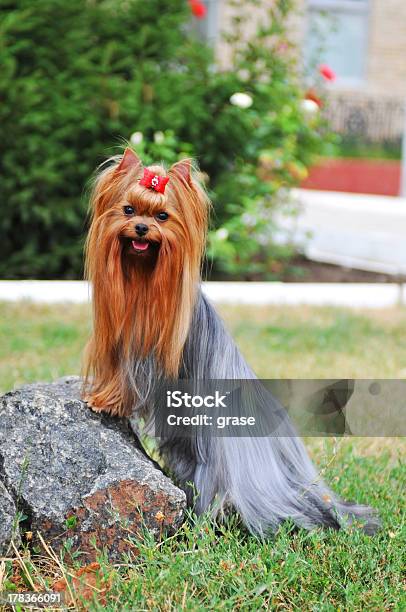 Yorkshire Terrier On The Stone Portrait Stock Photo - Download Image Now - Animal, Animal Mouth, Animal Tongue