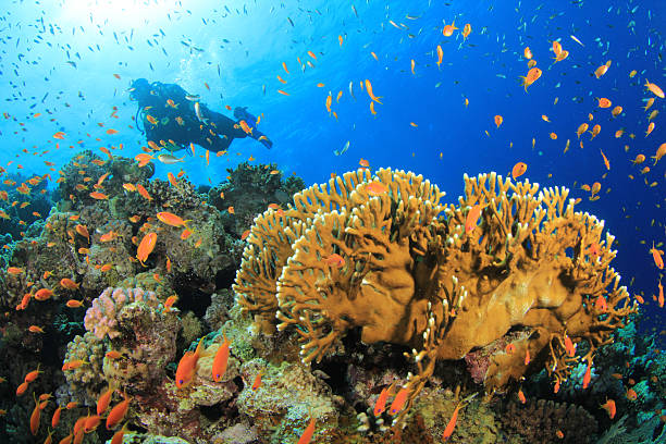 istock Scuba Diver and Coral Reef 178366443