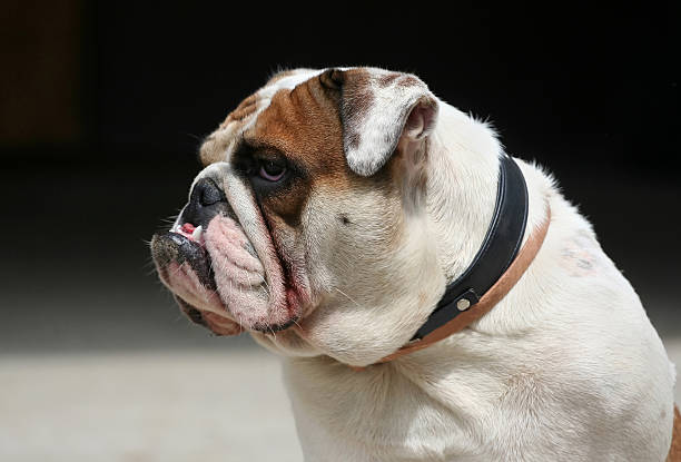 Morose dog English Bulldog portrait fat ugly face stock pictures, royalty-free photos & images