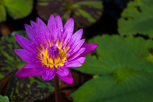 Closeup of Large Lily Pads on a Dark Background