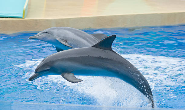 istock dolphins performing at Ocean Park Hongkong 178366522