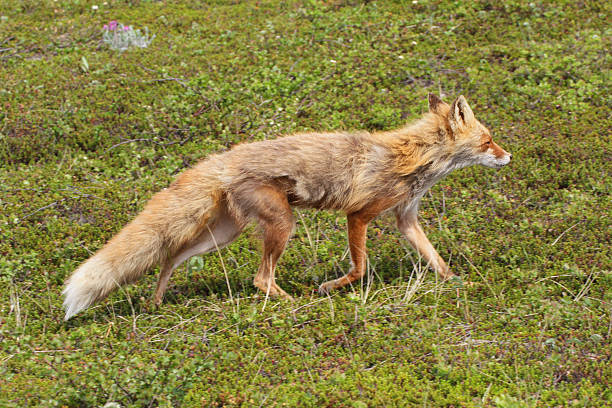 fox in tundra stock photo