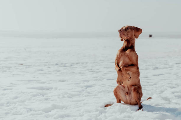 istock Red dog does a trick on command in winter on a sunny day 1783665828