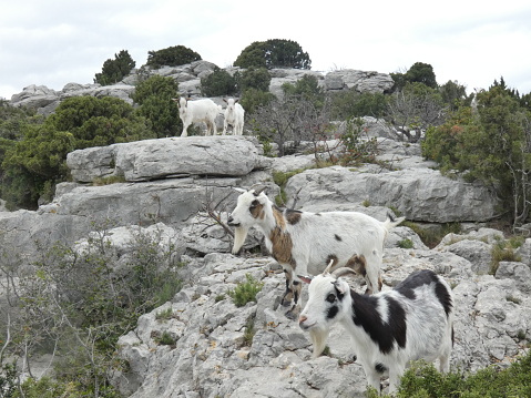 Photo of goats and young goats in their natural environment. This photo of animals was taken on a hill of Alpilles in Provence.