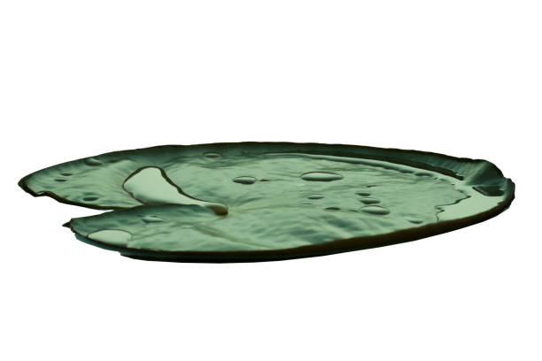 a single lily pad with water pooled on top, isolated on white, clipping path - white water lily imagens e fotografias de stock