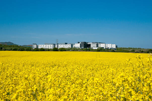 istock Full flowering Rapeseed crop in semi-urban locality 178366812