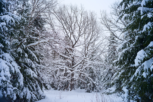 Trees covered with snow on frosty evening. Beautiful winter panorama