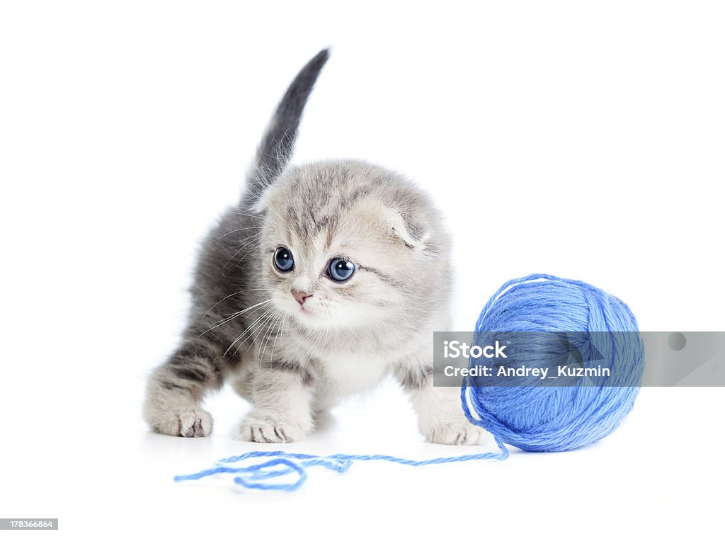 british baby cat playing clew or ball on white Animal Stock Photo