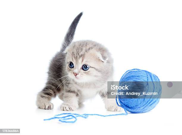British Baby Cat Playing Clew Or Ball On White Stock Photo - Download Image Now - Animal, Blue, Cute