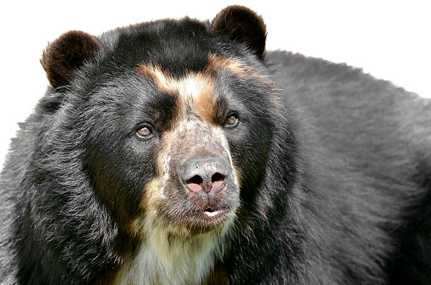 Spectacled Bear