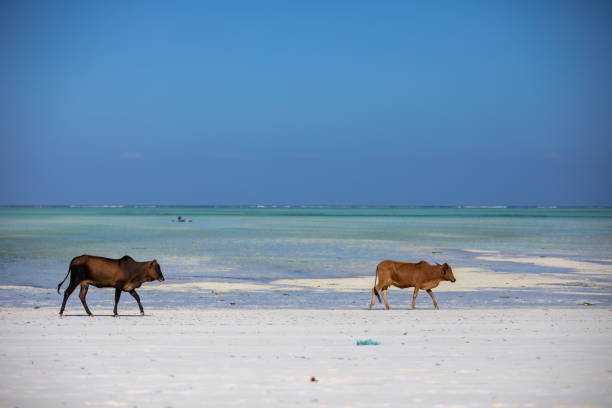 istock Young cow walking on a beautiful beach along the ocean 1783669738