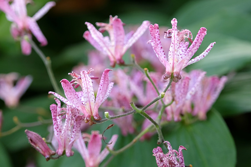 Purple and white speckled Tricyrtis hirta, the Japanese toad lily or hairy toad lily in flower.