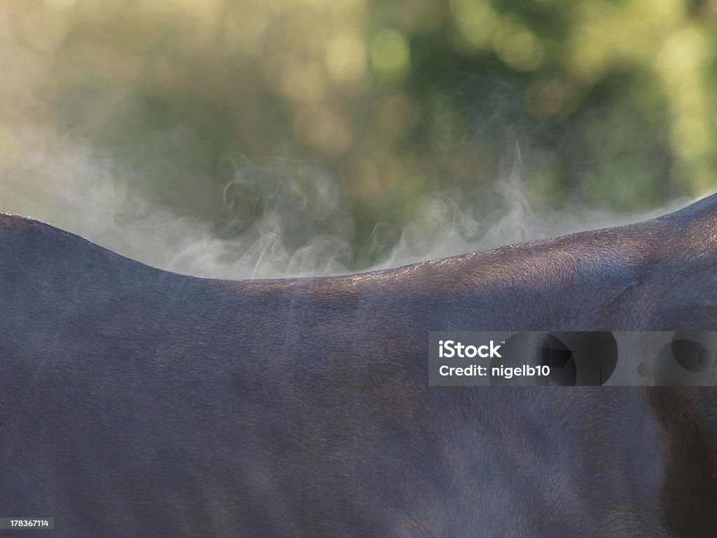Sweating Horse The steam rises from the back of a horse after excersise Horse Stock Photo