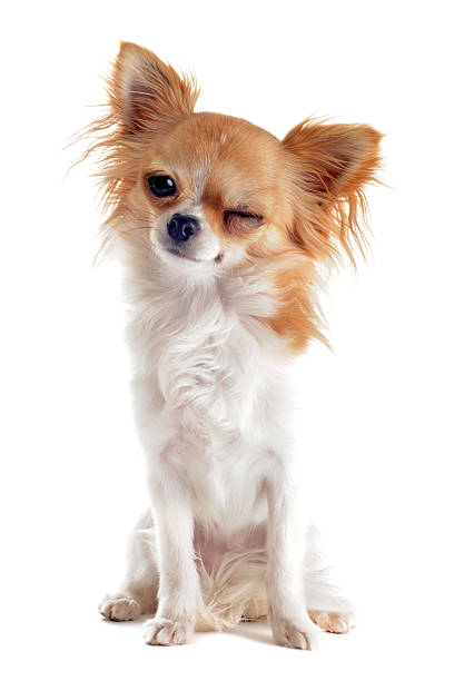 wink of chihuahua