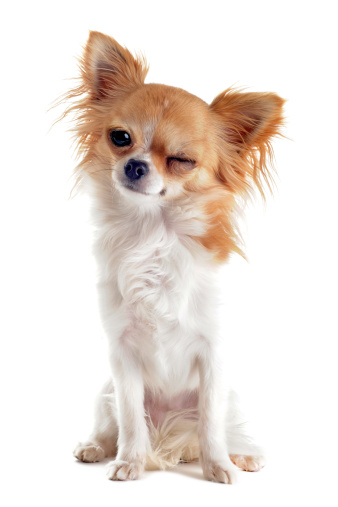 wink of  purebred  puppy chihuahua in front of white background