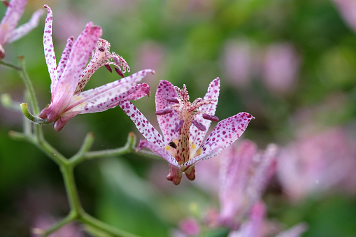 Purple and white speckled Tricyrtis hirta, the Japanese toad lily or hairy toad lily in flower.