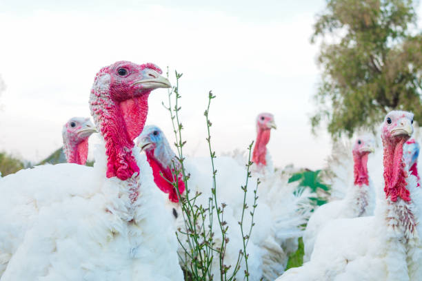 istock Turkeys with white feathers and red small appendage walking on the farm 1783672417