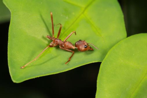 Red ant on leaf