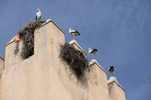 istock Tower pinnacles in Fez occupied by storks with their nests​ 1783672538