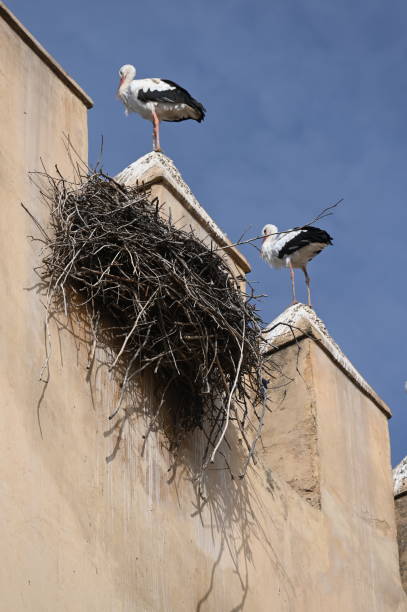 istock Tower pinnacles in Fez occupied by storks with their nests
​ 1783672541