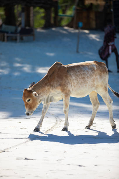 istock Young cow walking on a beautiful beach along the ocean 1783674428