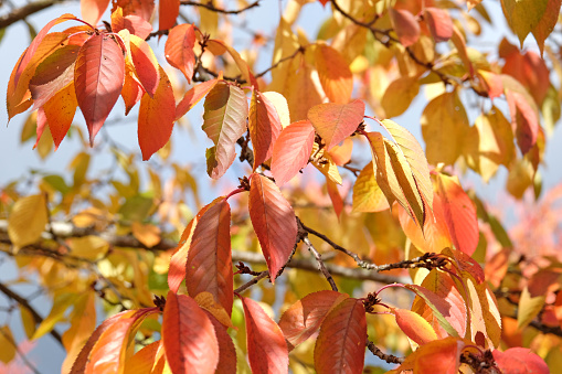 The orange and yellow autumn leaves of the Prunus yedoensis, also known as a Yoshino cherry tree.