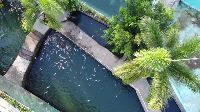 The drone moves away from artificial reservoirs with different individuals and species of fish of different colors. Reservoirs are entitled with stone. Beautiful green vegetation is planted.