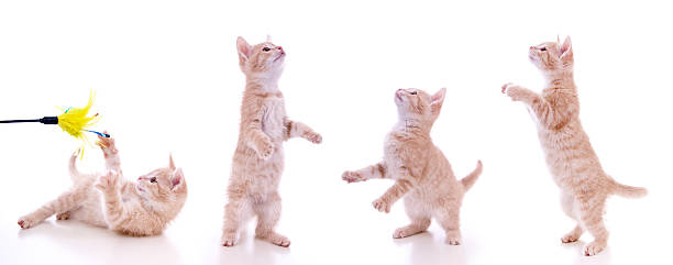 маленькая кошка - four animals стоковые фото и изображения