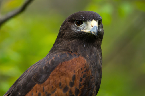 A portrait of a harris hawk with a blurred green background of vegetation.