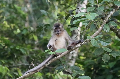 Wild pig-tailed macaque in the tropical paradise of Da Nang, Vietnam in Southeast Asia.