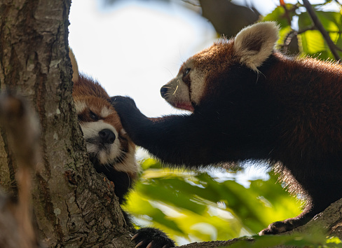 Two red pandas relaxing on a tree