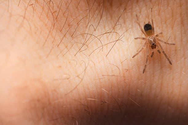 Arachnophobia Brazilian Black And White Tarantula on human skin after sucking blood. black and white tarantula stock pictures, royalty-free photos & images