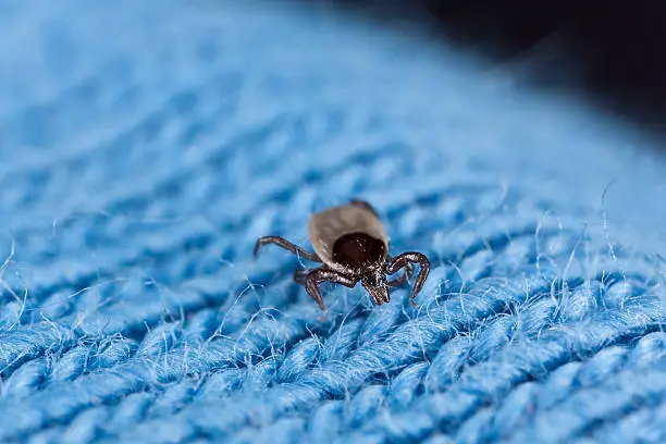 "Tick crawling on textile looking for a human host, extreme close-up with high magnification"