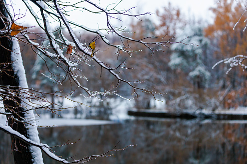 Winter landscape with frozen trees and lake in the city park during snowfall