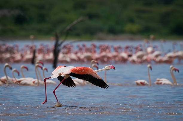 istock Lake Bogoria flamingo 178368317