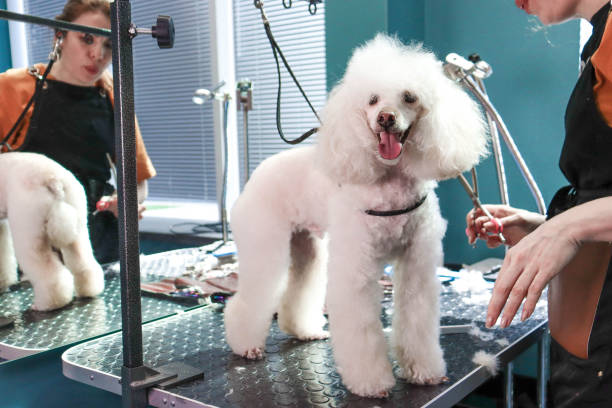 istock A professional groomer doing a haircut for a poodle dog 1783685176