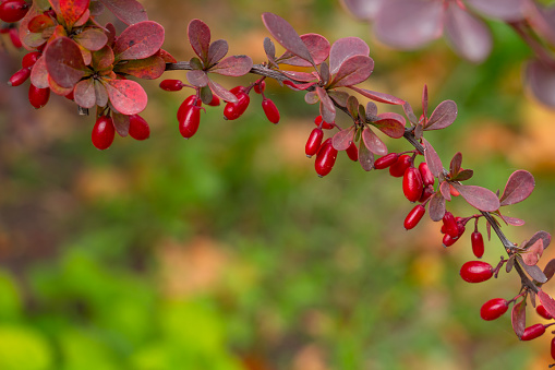 Red-leaved barberry in the autumn park, autumn colors, colored background