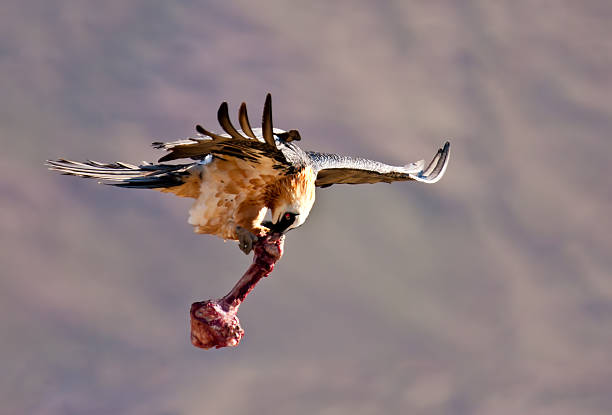 Bearded vulture flying away with a bone stock photo