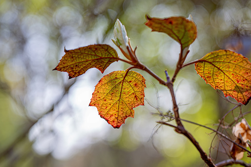 Yellow leaves on the branch in autumn season. Ataturk Arboretum in Istanbul, Turkey. Focus on leaves.