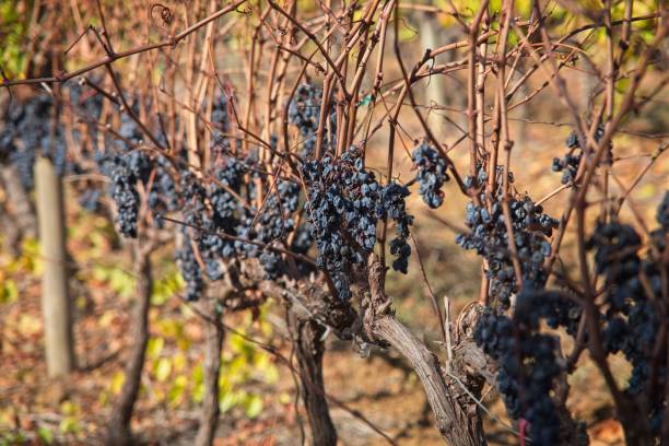 istock Dark dried grapes on a grapevine in a vineyard 1783687782