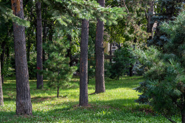 istock Green smooth lawn and trees in the park in summer 1783689172