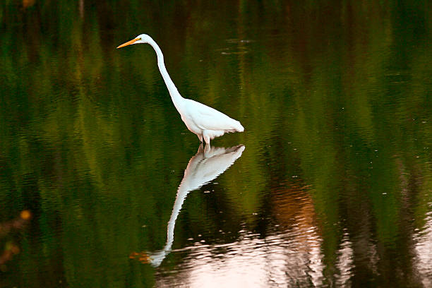 Crane with reflection stock photo