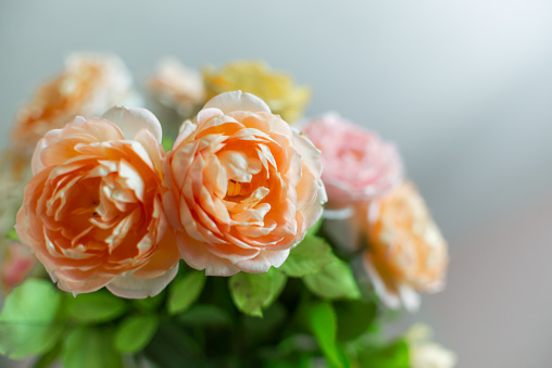 Stylish flowers close-up roses on a dark background, bright wallpaper