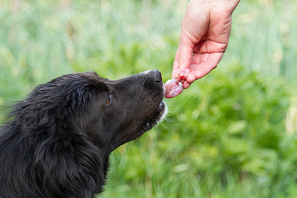 istock Feeding the dog a piece of meat 178369046